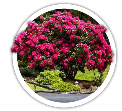 Рододендрон Rhododendron